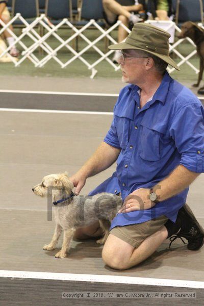 IMG_9372.jpg - Dawg Derby Flyball TournementJuly 11, 2010Classic CenterAthens, Ga