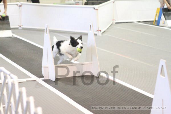 IMG_9391.jpg - Dawg Derby Flyball TournementJuly 11, 2010Classic CenterAthens, Ga