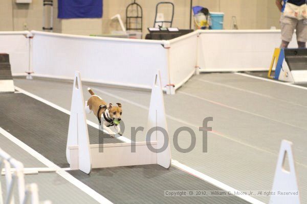 IMG_9394.jpg - Dawg Derby Flyball TournementJuly 11, 2010Classic CenterAthens, Ga