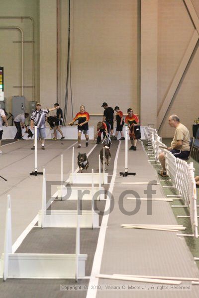 IMG_9405.jpg - Dawg Derby Flyball TournementJuly 11, 2010Classic CenterAthens, Ga