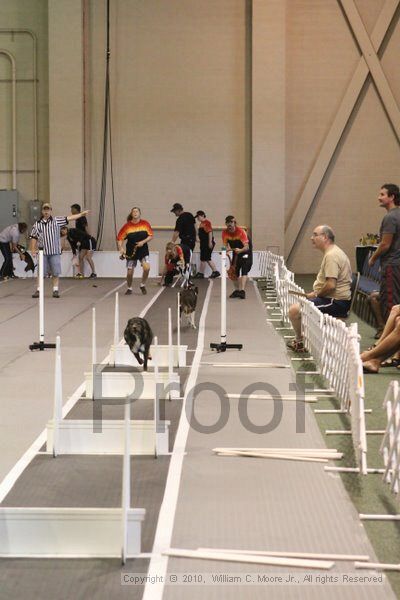 IMG_9406.jpg - Dawg Derby Flyball TournementJuly 11, 2010Classic CenterAthens, Ga