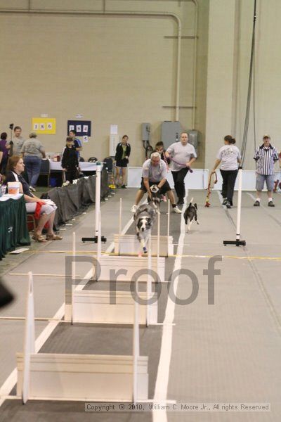 IMG_9408.jpg - Dawg Derby Flyball TournementJuly 11, 2010Classic CenterAthens, Ga