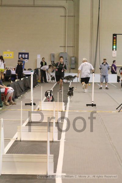 IMG_9410.jpg - Dawg Derby Flyball TournementJuly 11, 2010Classic CenterAthens, Ga