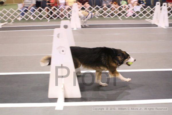 IMG_9416.jpg - Dawg Derby Flyball TournementJuly 11, 2010Classic CenterAthens, Ga