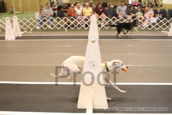 IMG_9421.jpg - Dawg Derby Flyball TournementJuly 11, 2010Classic CenterAthens, Ga