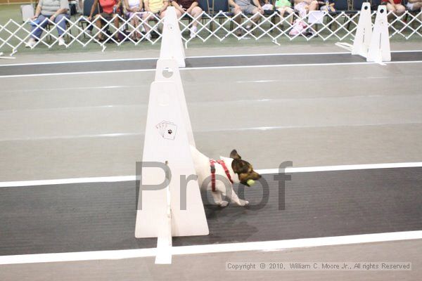 IMG_9431.jpg - Dawg Derby Flyball TournementJuly 11, 2010Classic CenterAthens, Ga