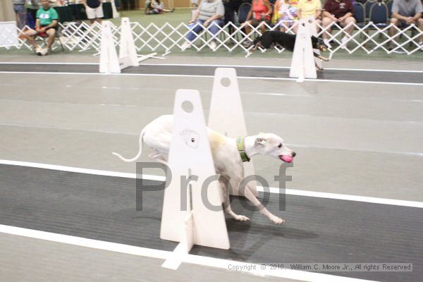 IMG_9432.jpg - Dawg Derby Flyball TournementJuly 11, 2010Classic CenterAthens, Ga