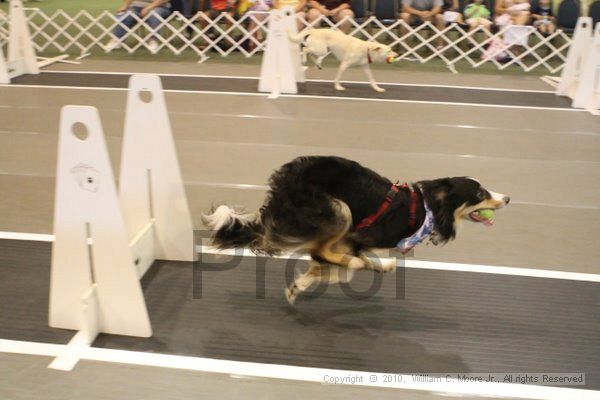 IMG_9436.jpg - Dawg Derby Flyball TournementJuly 11, 2010Classic CenterAthens, Ga