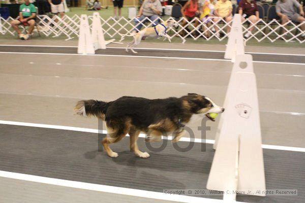 IMG_9439.jpg - Dawg Derby Flyball TournementJuly 11, 2010Classic CenterAthens, Ga