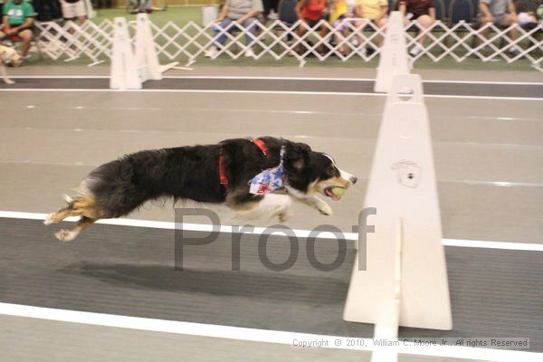 IMG_9441.jpg - Dawg Derby Flyball TournementJuly 11, 2010Classic CenterAthens, Ga