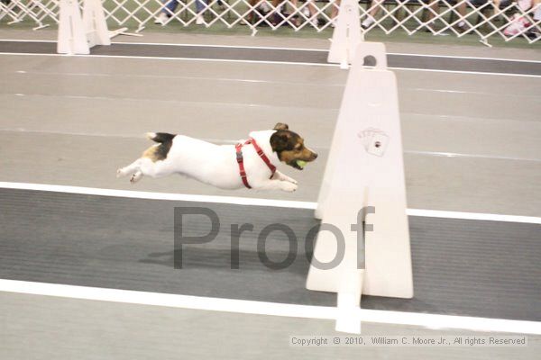 IMG_9445.jpg - Dawg Derby Flyball TournementJuly 11, 2010Classic CenterAthens, Ga