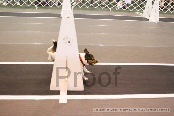 IMG_9446.jpg - Dawg Derby Flyball TournementJuly 11, 2010Classic CenterAthens, Ga