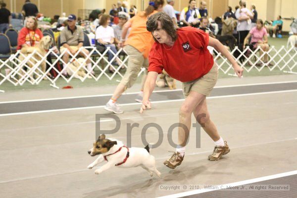 IMG_9450.jpg - Dawg Derby Flyball TournementJuly 11, 2010Classic CenterAthens, Ga