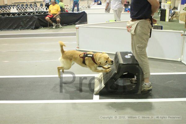 IMG_9466.jpg - Dawg Derby Flyball TournementJuly 11, 2010Classic CenterAthens, Ga