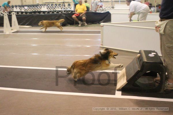 IMG_9469.jpg - Dawg Derby Flyball TournementJuly 11, 2010Classic CenterAthens, Ga