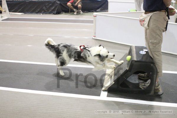 IMG_9474.jpg - Dawg Derby Flyball TournementJuly 11, 2010Classic CenterAthens, Ga