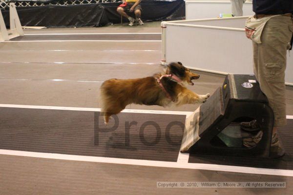 IMG_9482.jpg - Dawg Derby Flyball TournementJuly 11, 2010Classic CenterAthens, Ga