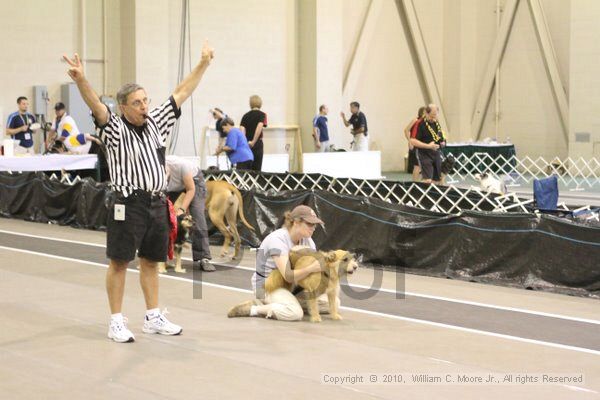 IMG_9496.jpg - Dawg Derby Flyball TournementJuly 11, 2010Classic CenterAthens, Ga