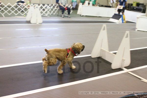 IMG_9628.jpg - Dawg Derby Flyball TournementJuly 11, 2010Classic CenterAthens, Ga