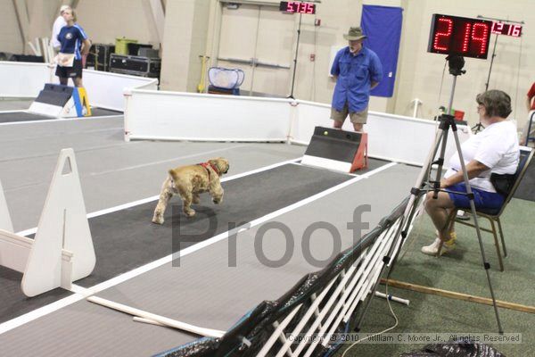 IMG_9629.jpg - Dawg Derby Flyball TournementJuly 11, 2010Classic CenterAthens, Ga