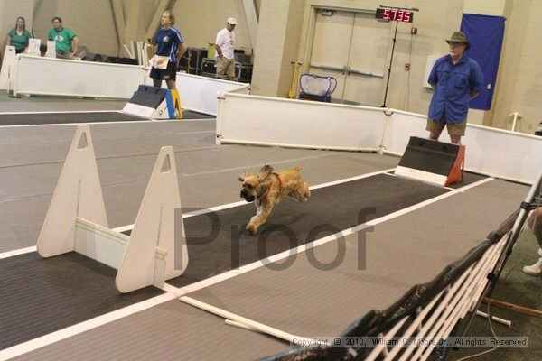 IMG_9630.jpg - Dawg Derby Flyball TournementJuly 11, 2010Classic CenterAthens, Ga