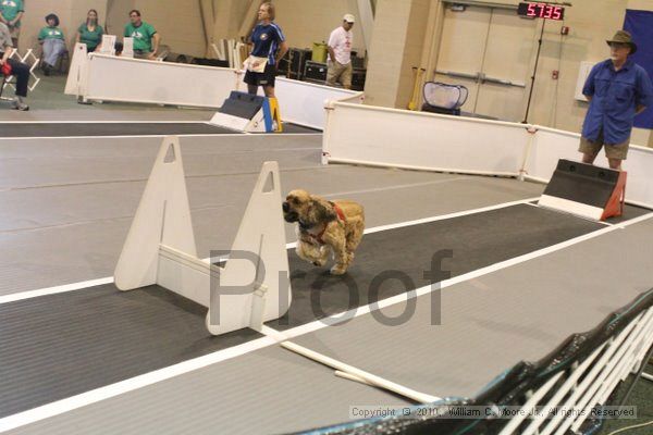 IMG_9631.jpg - Dawg Derby Flyball TournementJuly 11, 2010Classic CenterAthens, Ga