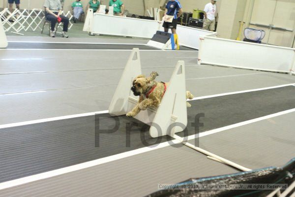 IMG_9632.jpg - Dawg Derby Flyball TournementJuly 11, 2010Classic CenterAthens, Ga