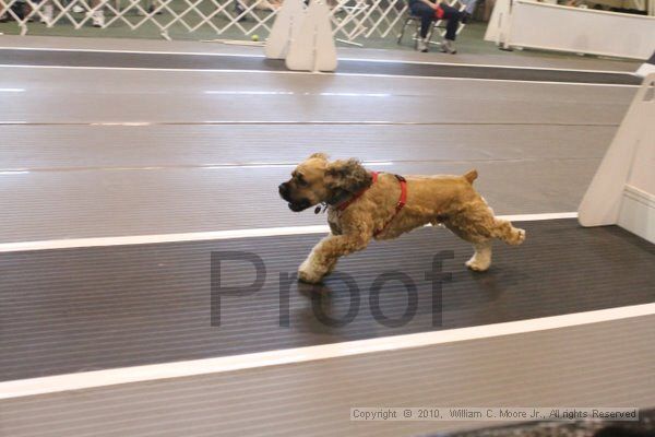 IMG_9634.jpg - Dawg Derby Flyball TournementJuly 11, 2010Classic CenterAthens, Ga