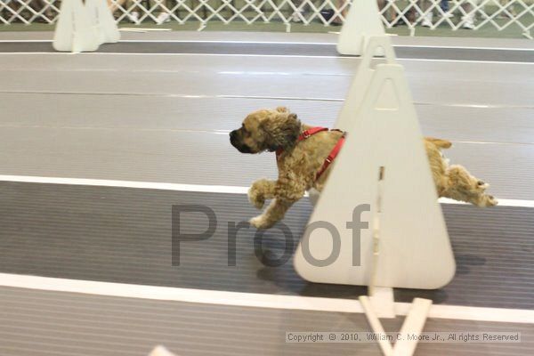 IMG_9636.jpg - Dawg Derby Flyball TournementJuly 11, 2010Classic CenterAthens, Ga