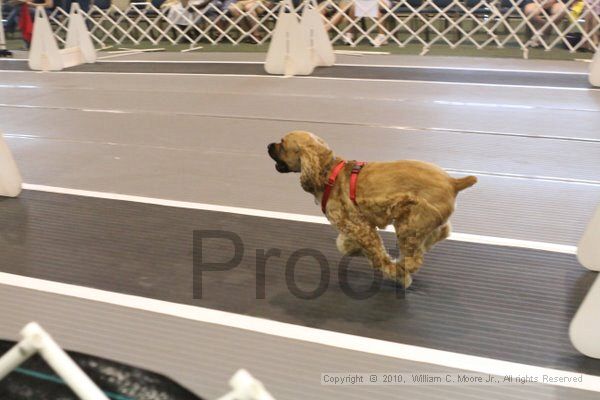 IMG_9637.jpg - Dawg Derby Flyball TournementJuly 11, 2010Classic CenterAthens, Ga