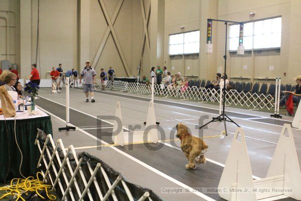 IMG_9641.jpg - Dawg Derby Flyball TournementJuly 11, 2010Classic CenterAthens, Ga