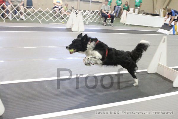 IMG_9643.jpg - Dawg Derby Flyball TournementJuly 11, 2010Classic CenterAthens, Ga