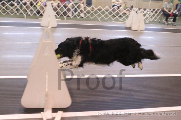 IMG_9644.jpg - Dawg Derby Flyball TournementJuly 11, 2010Classic CenterAthens, Ga