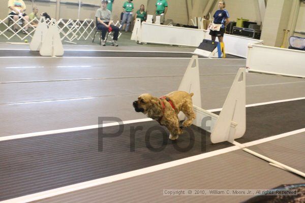 IMG_9646.jpg - Dawg Derby Flyball TournementJuly 11, 2010Classic CenterAthens, Ga