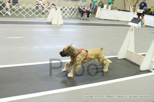 IMG_9647.jpg - Dawg Derby Flyball TournementJuly 11, 2010Classic CenterAthens, Ga