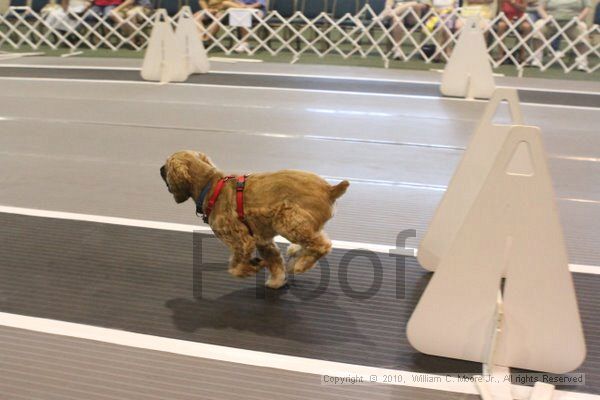 IMG_9649.jpg - Dawg Derby Flyball TournementJuly 11, 2010Classic CenterAthens, Ga