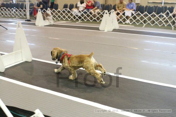 IMG_9650.jpg - Dawg Derby Flyball TournementJuly 11, 2010Classic CenterAthens, Ga