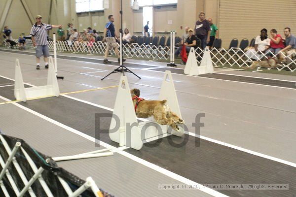 IMG_9652.jpg - Dawg Derby Flyball TournementJuly 11, 2010Classic CenterAthens, Ga