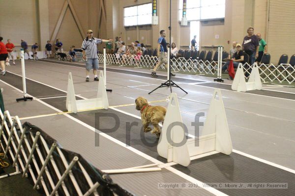 IMG_9653.jpg - Dawg Derby Flyball TournementJuly 11, 2010Classic CenterAthens, Ga