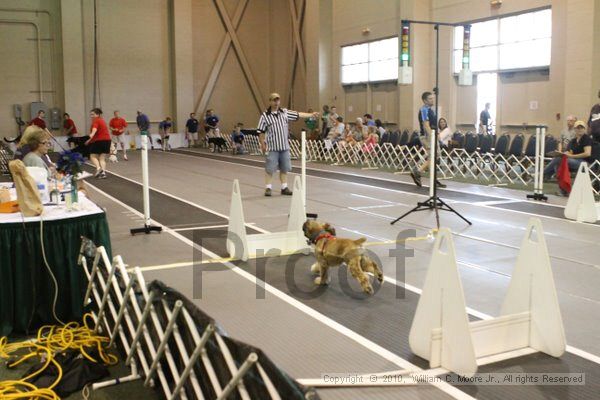 IMG_9654.jpg - Dawg Derby Flyball TournementJuly 11, 2010Classic CenterAthens, Ga