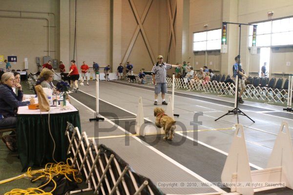 IMG_9655.jpg - Dawg Derby Flyball TournementJuly 11, 2010Classic CenterAthens, Ga