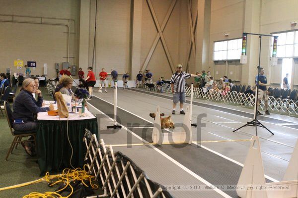 IMG_9656.jpg - Dawg Derby Flyball TournementJuly 11, 2010Classic CenterAthens, Ga