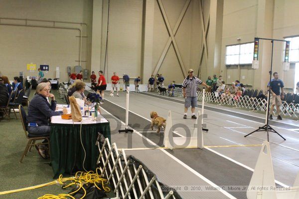 IMG_9657.jpg - Dawg Derby Flyball TournementJuly 11, 2010Classic CenterAthens, Ga