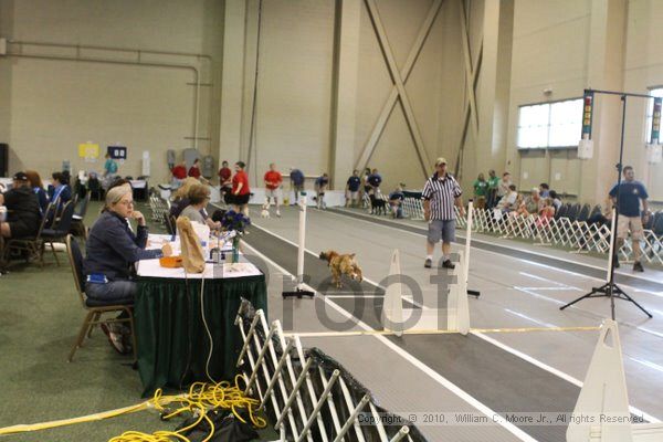 IMG_9658.jpg - Dawg Derby Flyball TournementJuly 11, 2010Classic CenterAthens, Ga