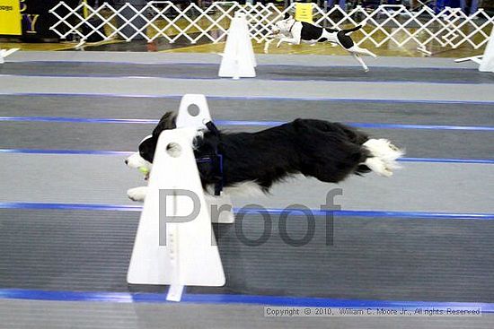 MCRD Unplugged Flyball Tournement<br />March 21st, 2010