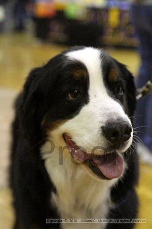 MCRD Unplugged Flyball Tournement<br />March 21st, 2010