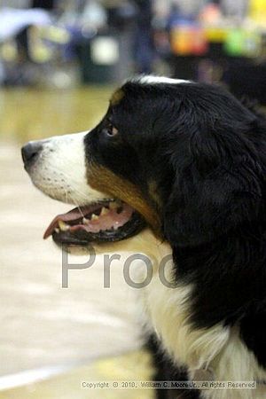 MCRD Unplugged Flyball Tournement<br />March 21st, 2010